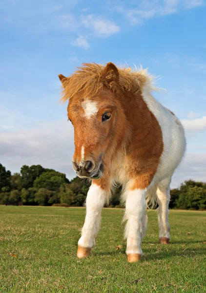 Pony marrón y blanco potro —  Fotos de Stock