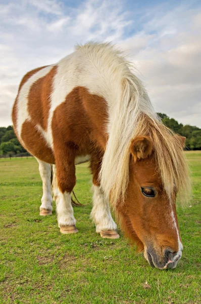 Pony marrón y blanco —  Fotos de Stock