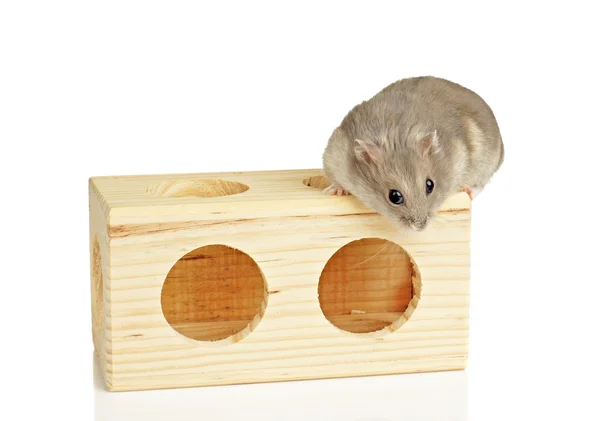Dwarf Hamster — Stock Photo, Image