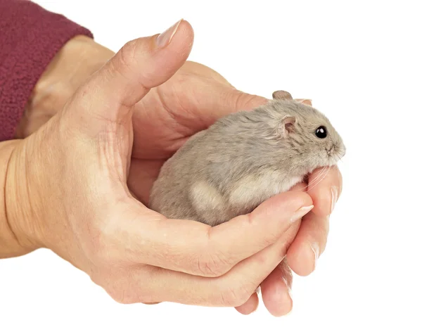 Dwarf Hamster — Stock Photo, Image