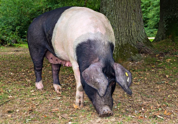 Saddleback Pig in the New Forest Woodland Stock Photo