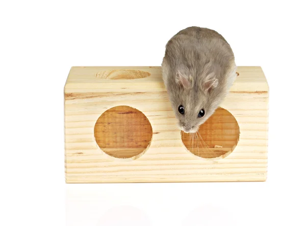 Dwarf Hamster — Stock Photo, Image