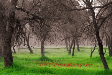 Batı Necef çiçeklenme.