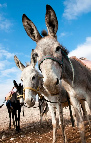 Burro beduino . — Foto de Stock