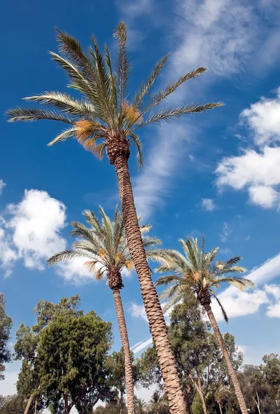 Flowering date palms. — Stock Photo, Image