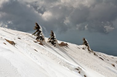 karla kaplı ağaçlar monte hermon yamacında.