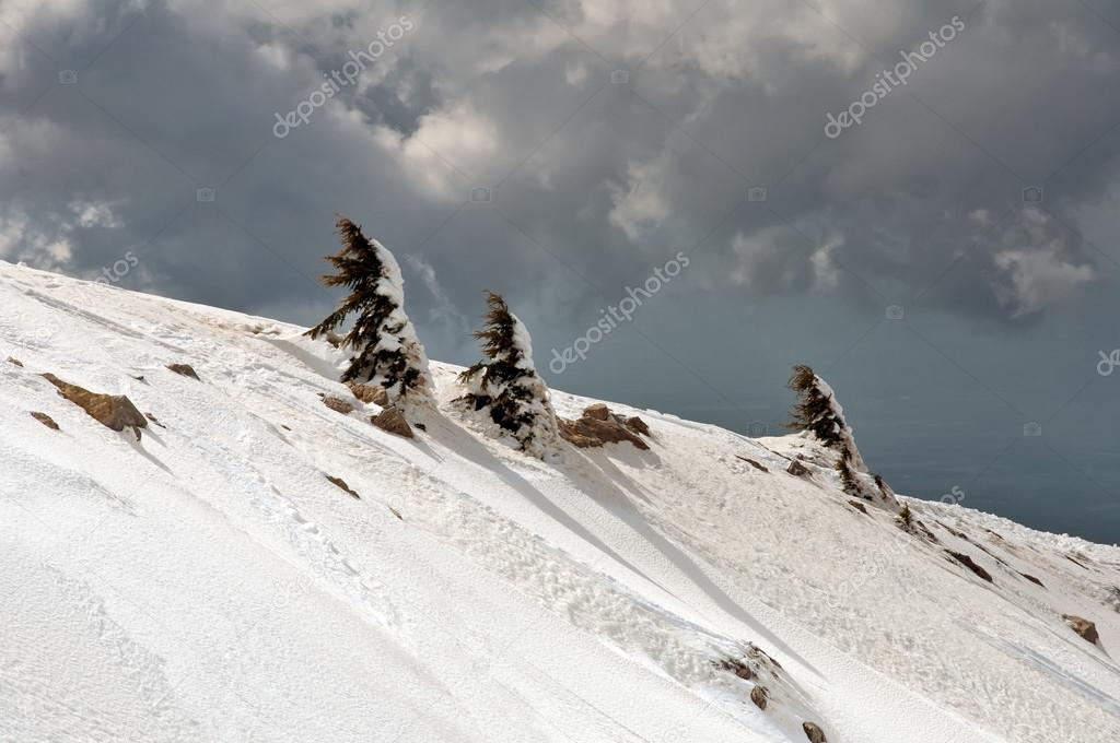 Snow-covered trees on the slope of Mount Hermon.
