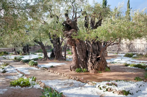 Śnieg w ogrodzie Getsemani. — Zdjęcie stockowe