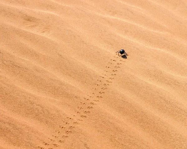 Besouro preto se move através da areia . — Fotografia de Stock