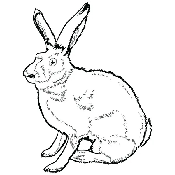 Lineart hare — Stok Vektör