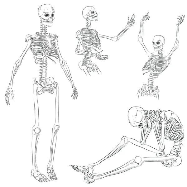Squelette humain — Image vectorielle