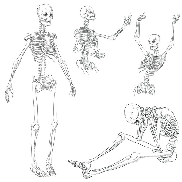 Human skeleton