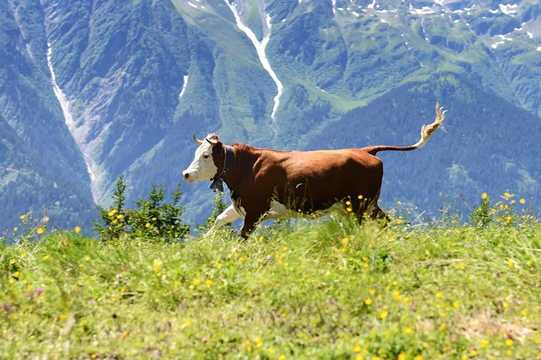 Verrückte Kuh springt in den Berg — Stockfoto