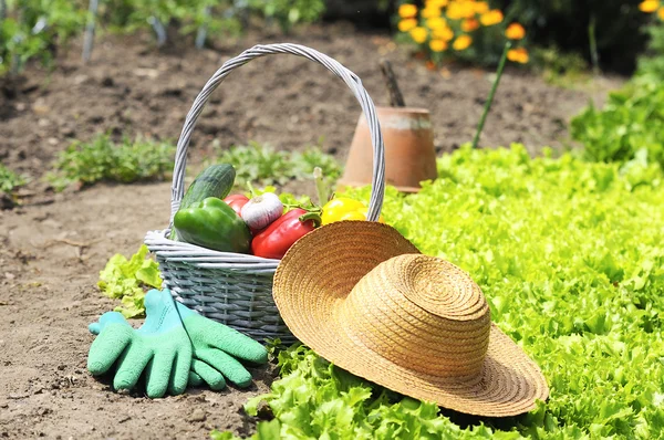 Basket of vegetables freshly picked in the garden — Stock Photo, Image