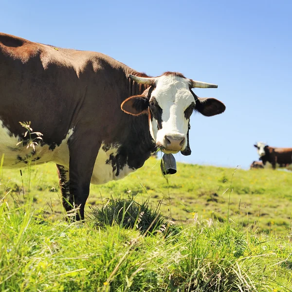 Alpejskich krów w okresie letnim — Zdjęcie stockowe