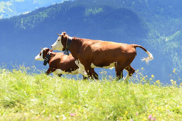 Crazy cow is jumping in the mountain — Stock Photo, Image