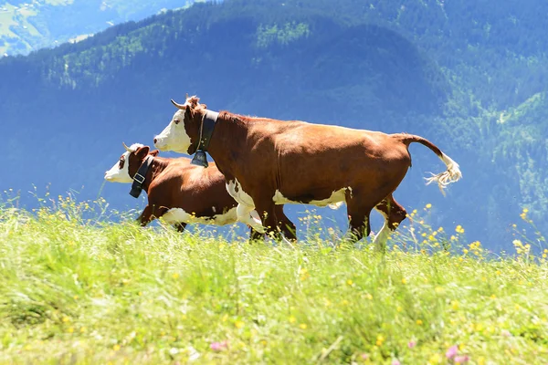 Vaca louca está pulando na montanha — Fotografia de Stock