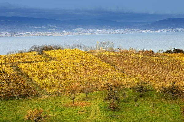 Виноградник над озером Невшатель — стоковое фото