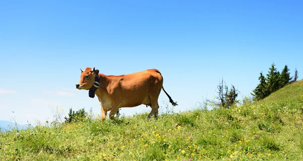 Alpská kráva v létě — Stock fotografie