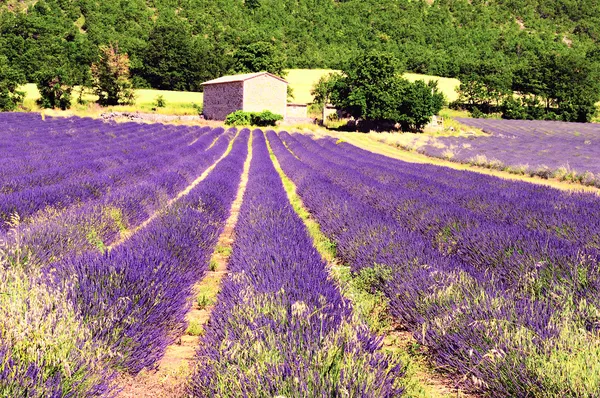 Lavender in the landscape — Stock Photo, Image