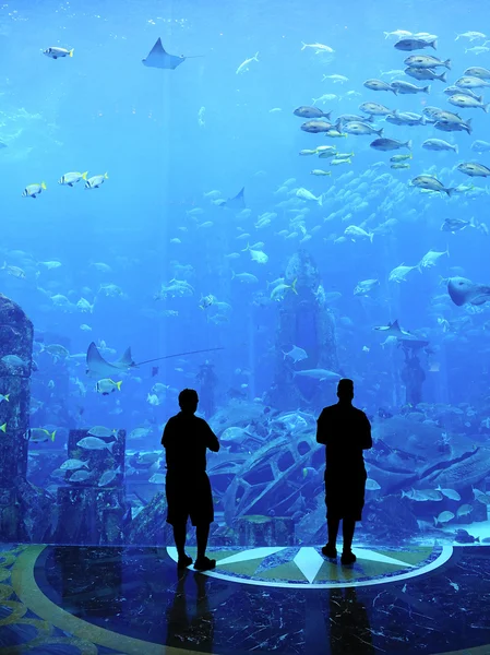 Великий акваріум — стокове фото