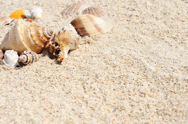 Estrella de mar en la playa — Foto de Stock