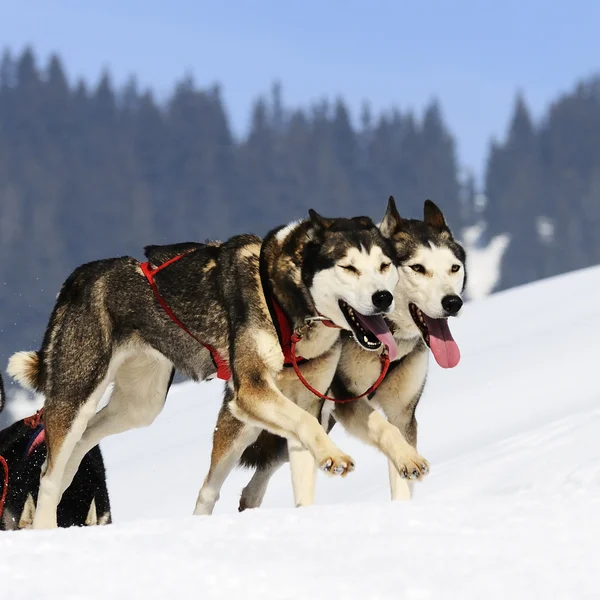 Sportif köpekler — Stok fotoğraf