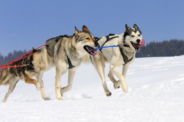 Sportif köpekler