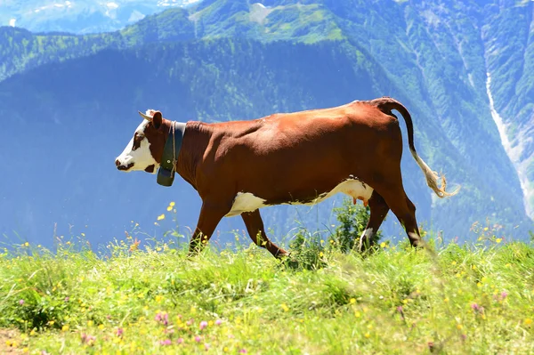 Vacca alpina in estate — Foto Stock