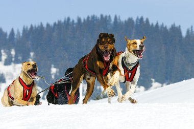 Sportif köpekler