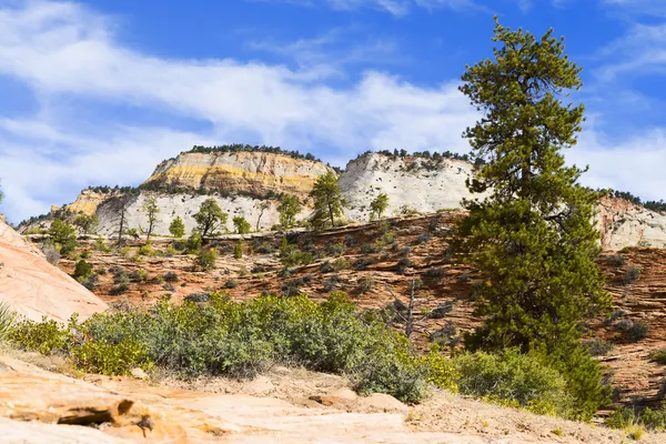 Zion national park, Amerika. — Stok fotoğraf