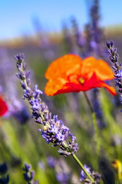 Vallmo blomma och lavendel — Stockfoto