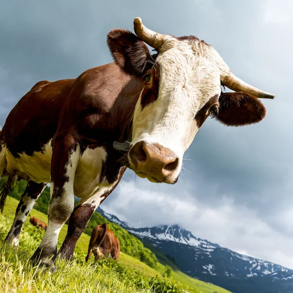 Alpine cow — Zdjęcie stockowe