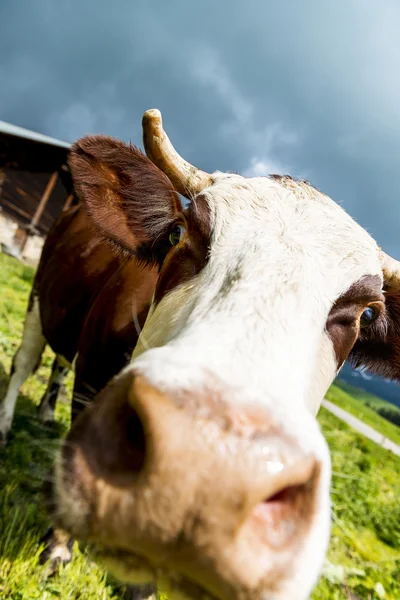 Alpine cow — Zdjęcie stockowe