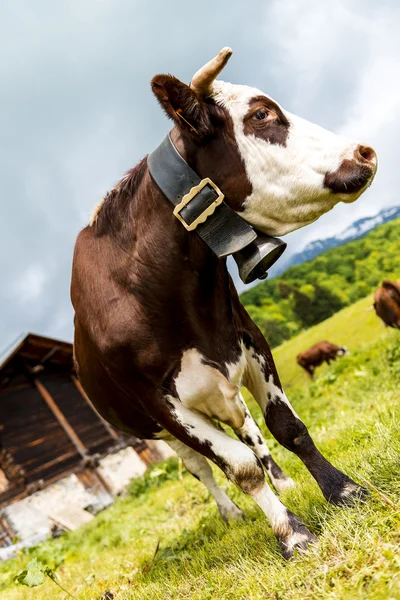 Alpine koe — Stockfoto