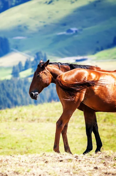 Koně v krajině — Stock fotografie