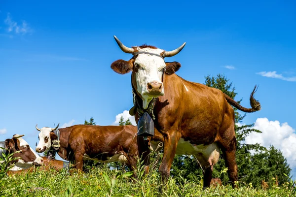 Vacas alpinas — Foto de Stock