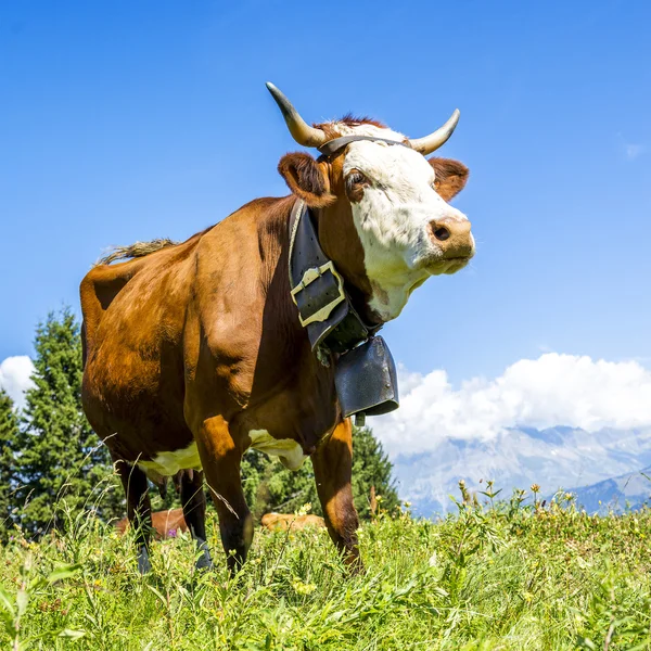 Vacas alpinas — Foto de Stock