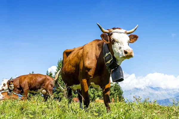 Vacas alpinas — Fotografia de Stock