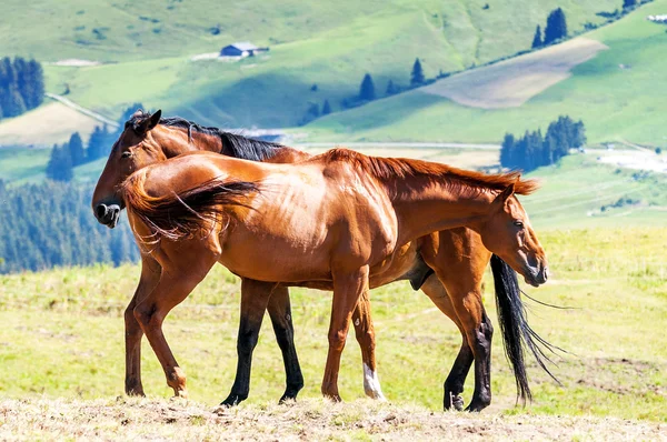 Paarden in het landschap — Stockfoto