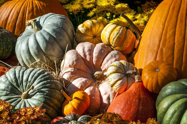 Autumn spirit — Stock Photo, Image