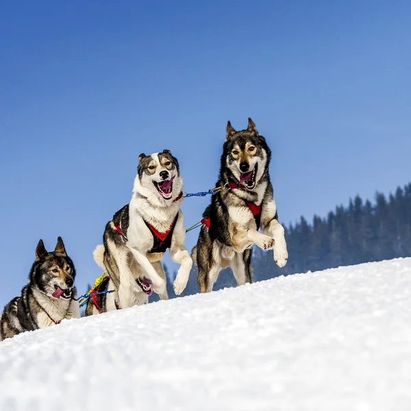 Sportif köpekler — Stok fotoğraf