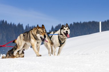 Sportif köpekler