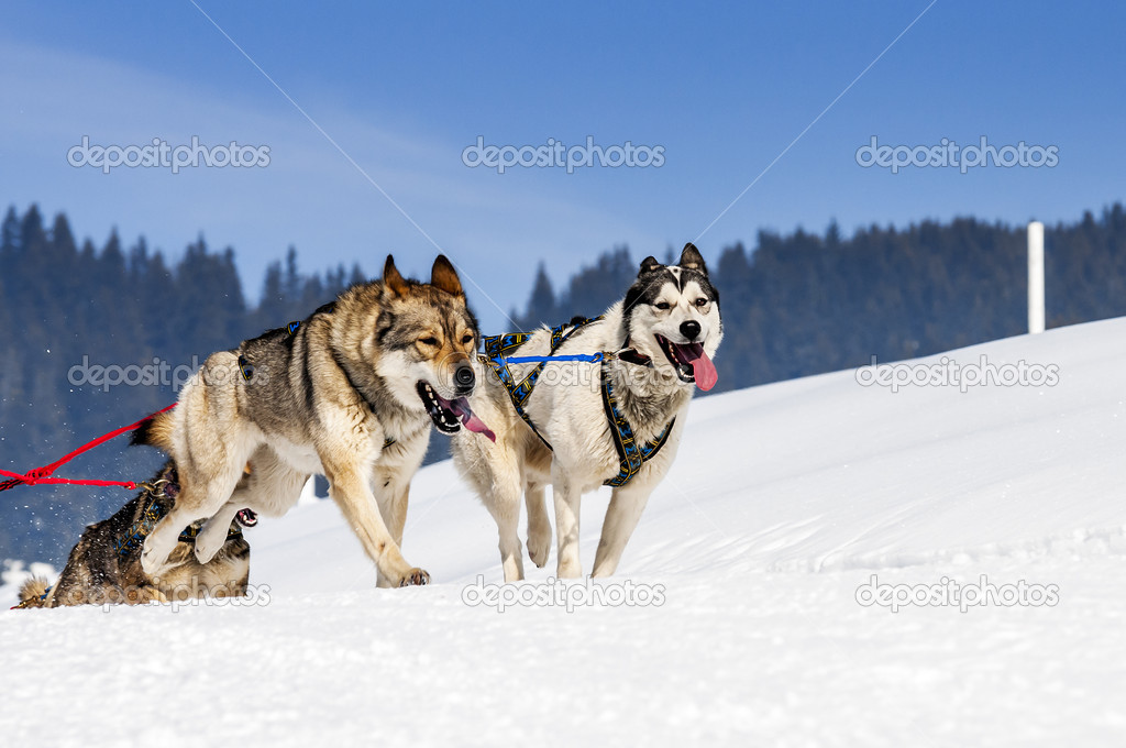 sportive dogs