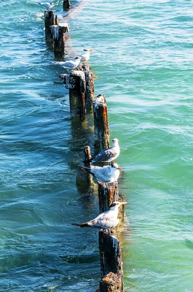 Wild seagulls — Stock Photo, Image