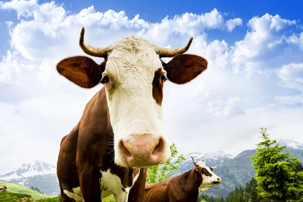 Альпійські корова — стокове фото