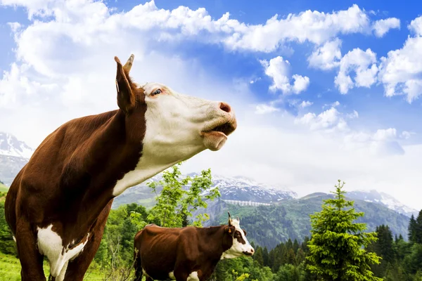 Alpine cow — Stock Photo, Image