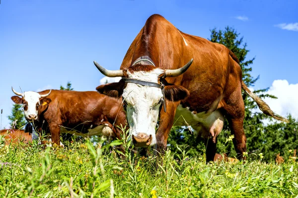 Альпийские коровы — стоковое фото