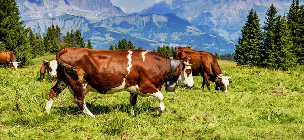 Vacas alpinas — Fotografia de Stock