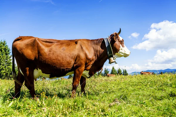 Vacche alpine — Foto Stock